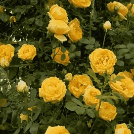 Роза Плетистая Goldstern