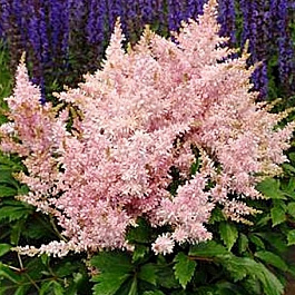 Астильба гибридная Шугаберри
