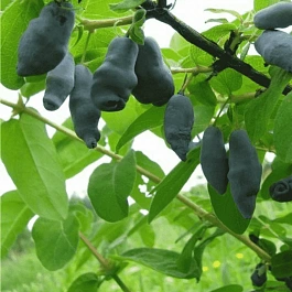 Жимолость плодовая Омега