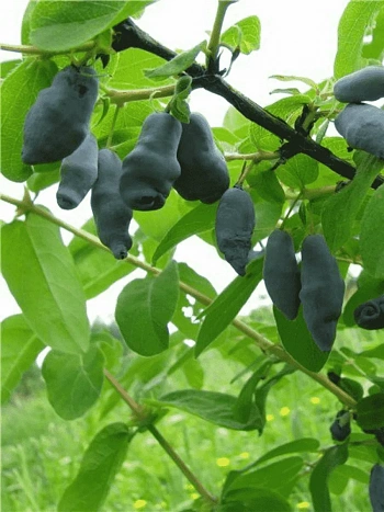 Жимолость плодовая Омега