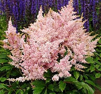 Астильба гибридная Шугаберри Астильба гибридная Шугаберри