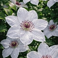 Клематис Still Waters