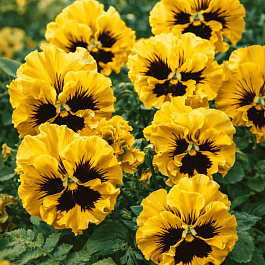 Виола RUFFLES Yellow