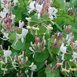 Жимолость каприфоль