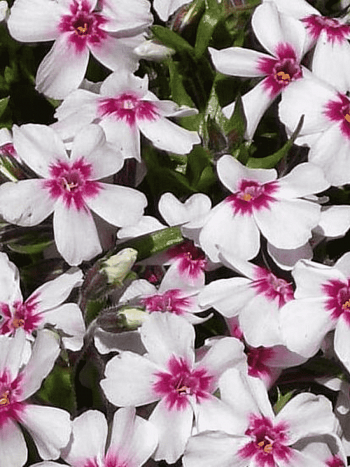 Флокс шиловидный Apple Blossom