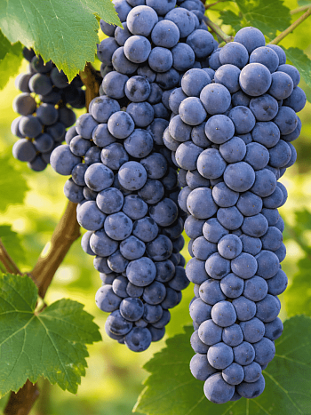 Виноград Амурский