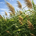 Тростник южный