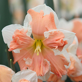 Нарцисс с расщеплённой коронкой Рейнбоу ов Колорз