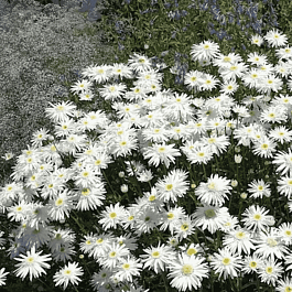 Нивяник наибольший Wirral Supreme