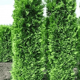 Туя западная King of Brabant