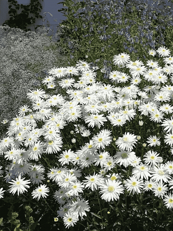 Нивяник наибольший Wirral Supreme