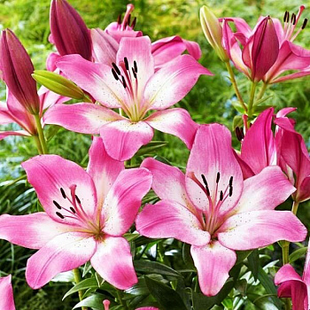 Лилия ЛА-гибрид Палена НАБОР 2ШТ (1+1) Лилия ЛА-гибрид Палена НАБОР 2ШТ (1+1)