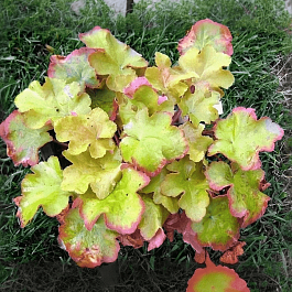 Гейхера Big Top Gold