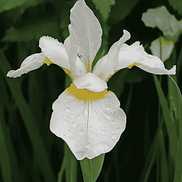 Ирис сибирский Snow Queen