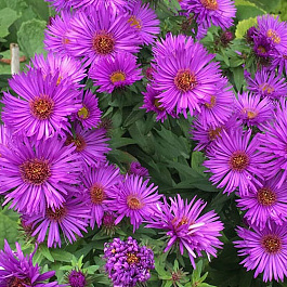 Астра новоанглийская Пепл Доум Астра новоанглийская Пепл Доум