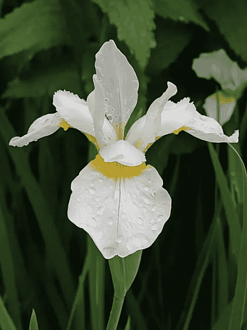 Ирис сибирский Snow Queen