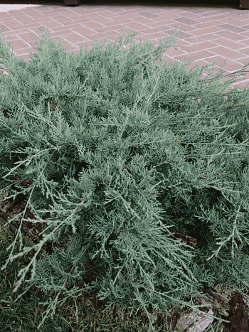 Можжевельник средний Pfitzeriana Glauca