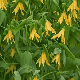 Увулярия крупноцветковая