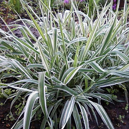 Фалярис тростниковый Фессей Фалярис тростниковый Фессей