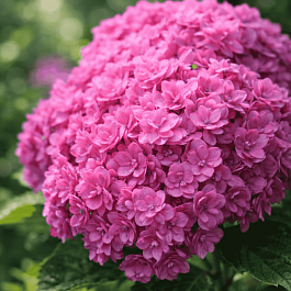 Гортензия крупнолистная You And Me Together