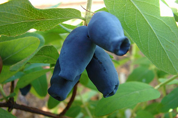 Жимолость съедобная Амфора