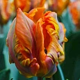 Тюльпан Orange Rococo