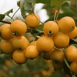 Яблоня Китайка золотая ранняя