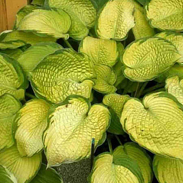 Хоста Inniswood