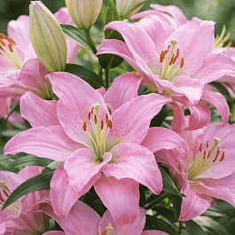 Лилия Waverider