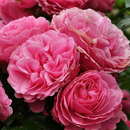 Роза флорибунда Мейян Леонардо да Винчи