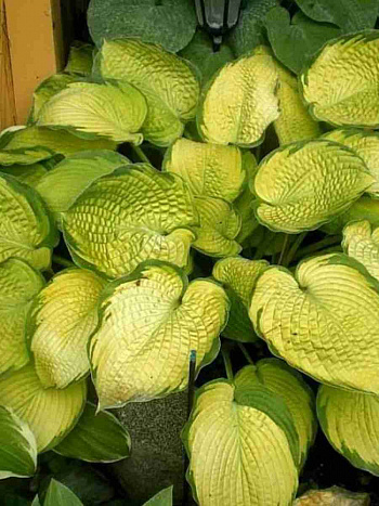 Хоста Inniswood