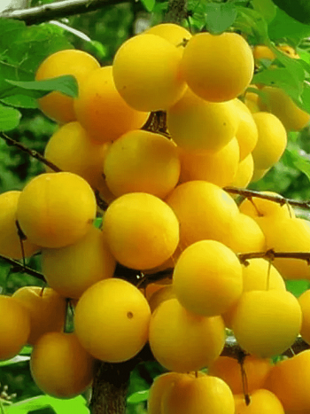 Алыча гибридная Царская