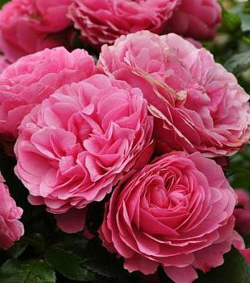 Роза флорибунда Мейян Леонардо да Винчи