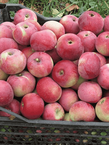 Яблоня Уэлси