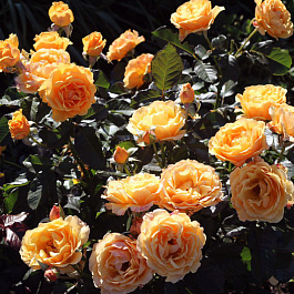 Роза флорибунда Фруит Роза флорибунда Фруит