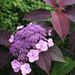 Гортензия шершавая Hot Chocolate