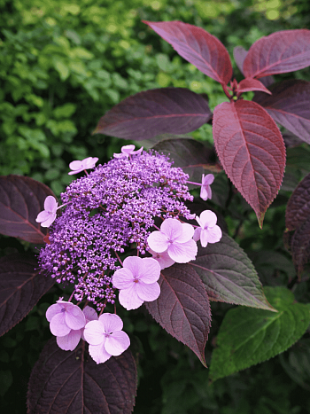 Гортензия шершавая Hot Chocolate