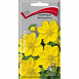Георгина Мигнон желтая