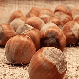 Фундук Katalonski