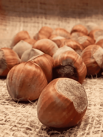 Фундук Katalonski