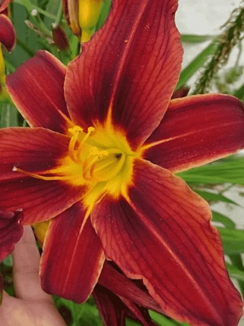 Лилейник Black Prince