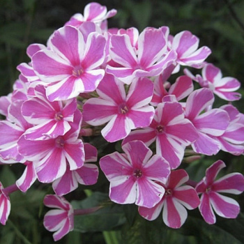 Флокс метельчатый Кэнди Твист