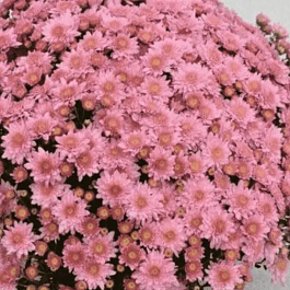 Хризантема мелкоцветковая Baby mum pink