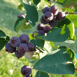 Ирга ольхолистная Honeywood