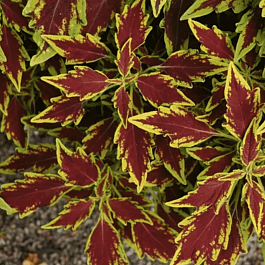 Колеус гибридный Flame Thrower Serrano