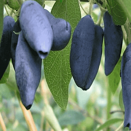 Жимолость Лебедушка