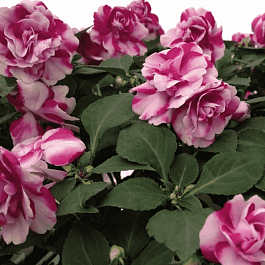 Бальзамин Уоллера Fiesta Bonita Purple Stripe