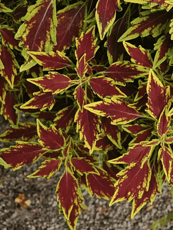 Колеус гибридный Flame Thrower Serrano