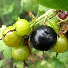 Йошта Рекст Йошта Рекст