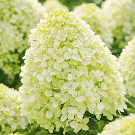 Гортензия метельчатая Pandalus